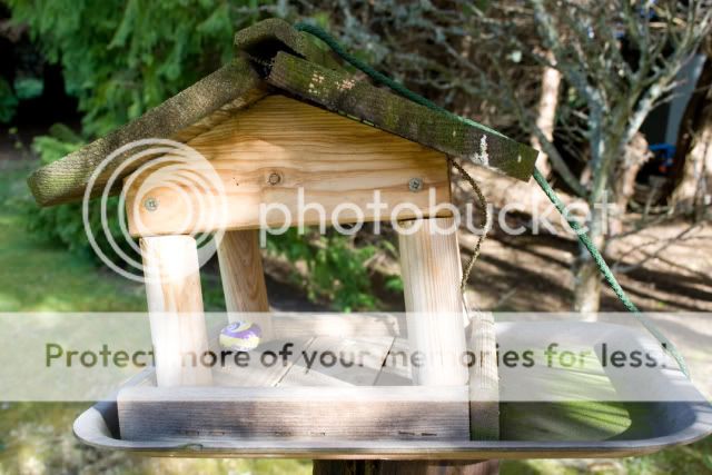 IMAGE: http://i512.photobucket.com/albums/t321/BraesideLaird/EB-IMG_4049.jpg