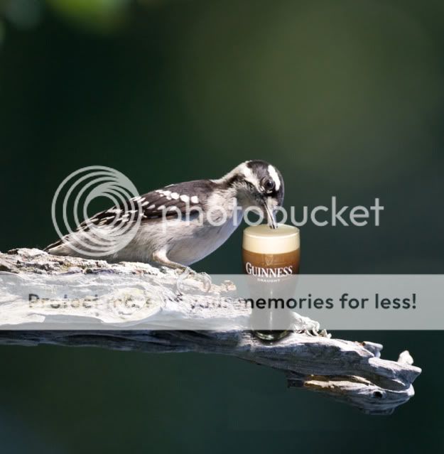 IMAGE: http://i512.photobucket.com/albums/t321/BraesideLaird/Guinness-bird.jpg