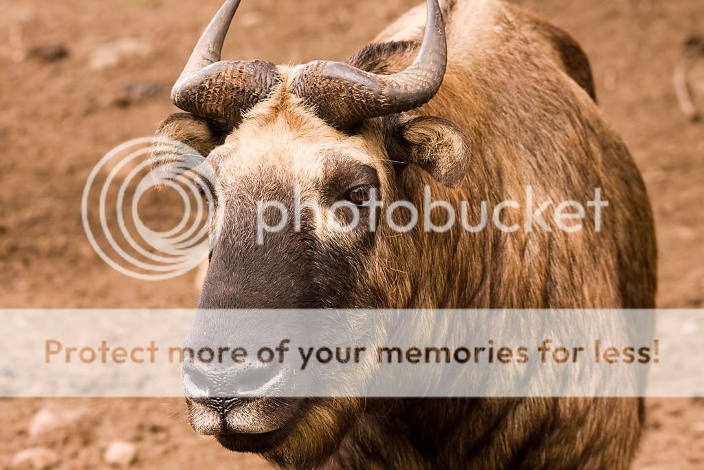 IMAGE: http://i512.photobucket.com/albums/t321/BraesideLaird/IMG_0025-web.jpg