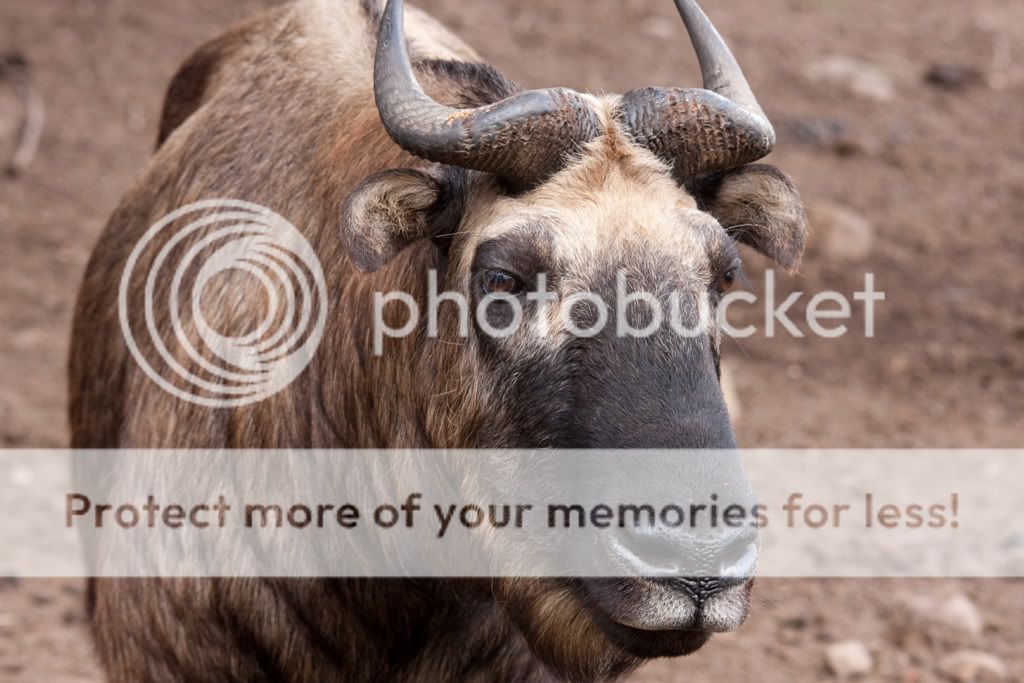 IMAGE: http://i512.photobucket.com/albums/t321/BraesideLaird/IMG_0025.jpg