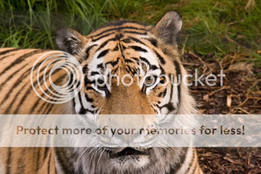 IMAGE: http://i512.photobucket.com/albums/t321/BraesideLaird/IMG_0059-web.jpg