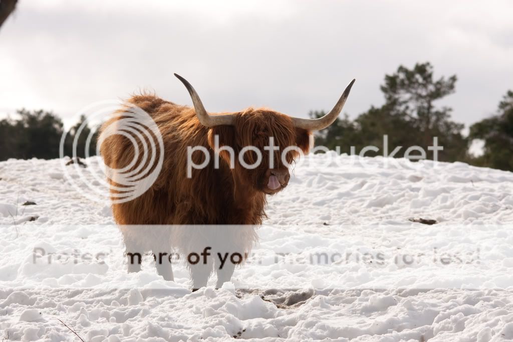 IMAGE: http://i512.photobucket.com/albums/t321/BraesideLaird/IMG_1299.jpg