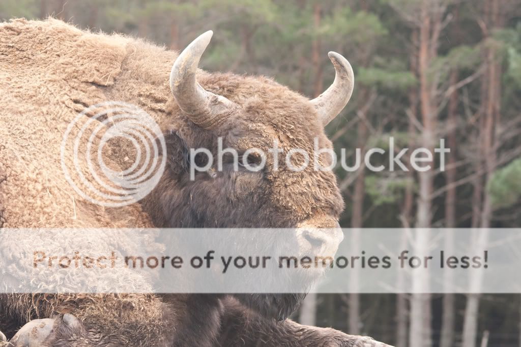 IMAGE: http://i512.photobucket.com/albums/t321/BraesideLaird/IMG_1348.jpg