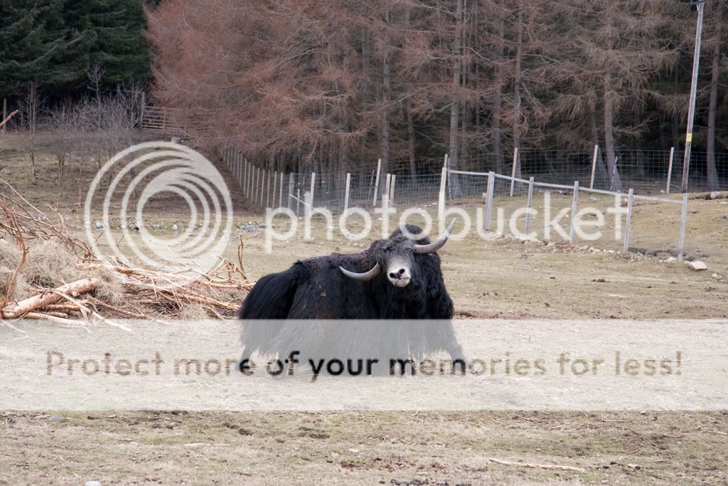 IMAGE: http://i512.photobucket.com/albums/t321/BraesideLaird/IMG_1444.jpg