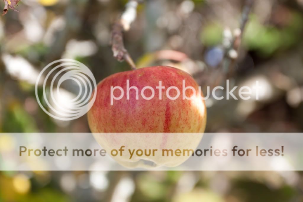 IMAGE: http://i512.photobucket.com/albums/t321/BraesideLaird/IMG_4323-before.jpg