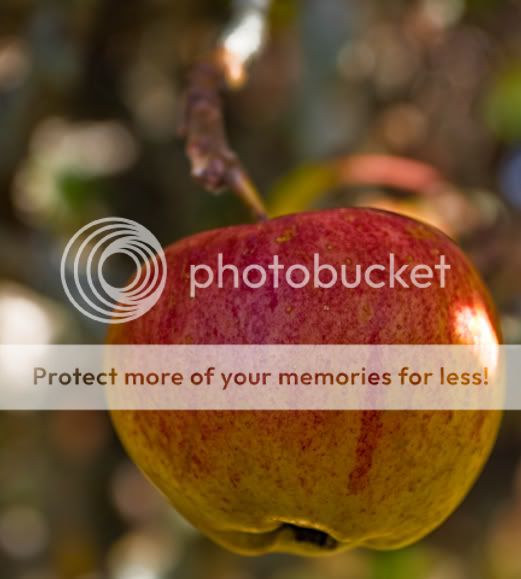 IMAGE: http://i512.photobucket.com/albums/t321/BraesideLaird/IMG_4323-web.jpg