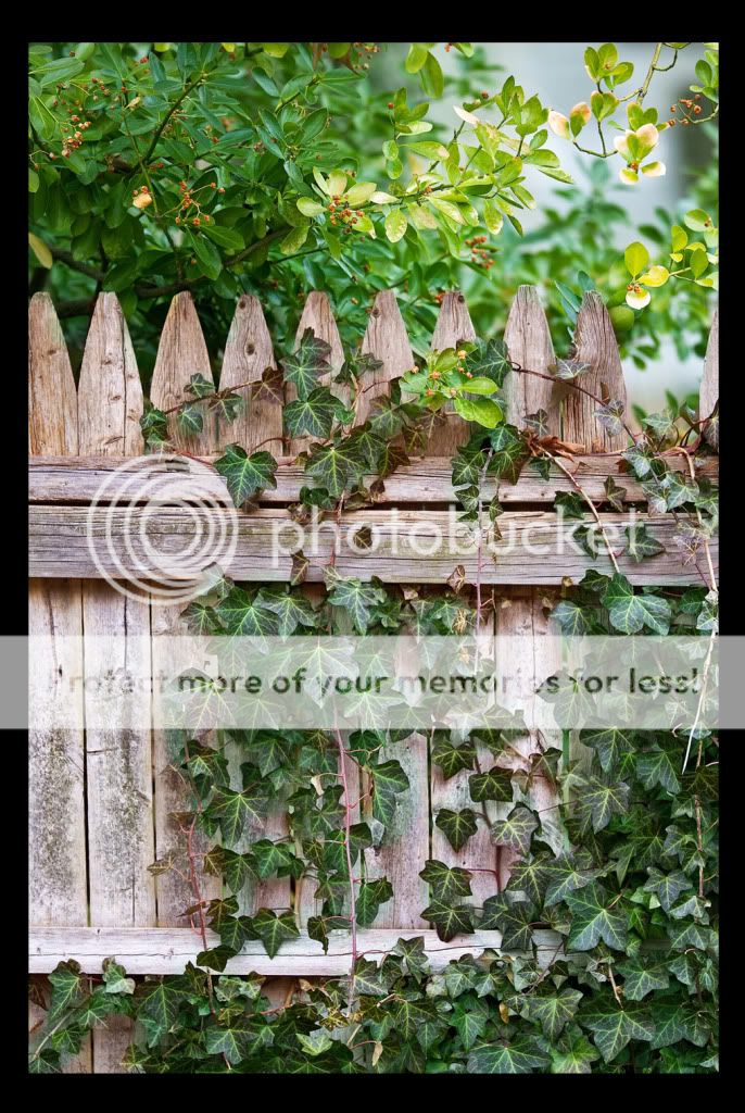 IMAGE: http://i512.photobucket.com/albums/t321/BraesideLaird/Untitled-1.jpg