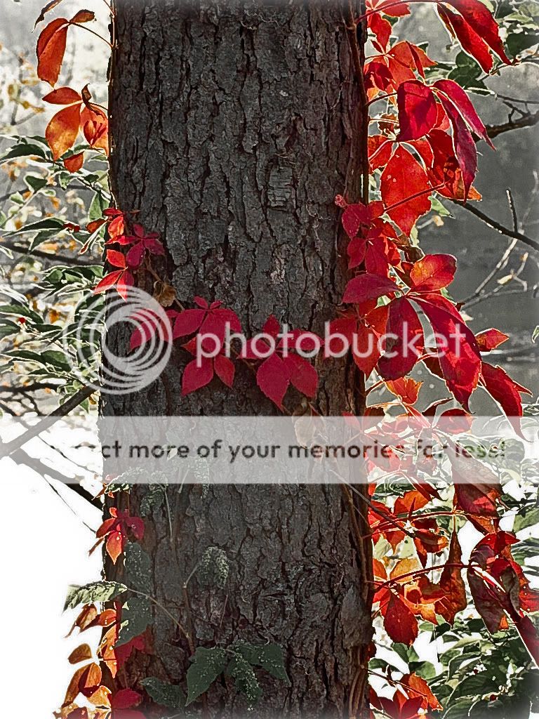 IMAGE: http://i512.photobucket.com/albums/t321/BraesideLaird/b320.jpg