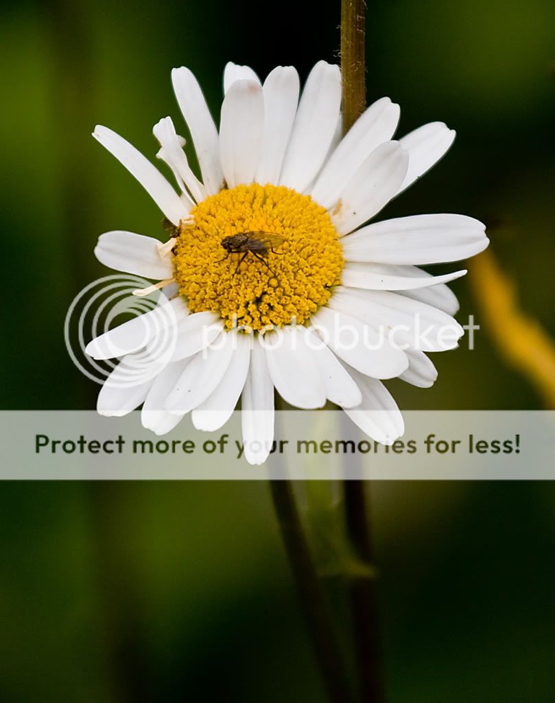 IMAGE: http://i512.photobucket.com/albums/t321/BraesideLaird/web.jpg