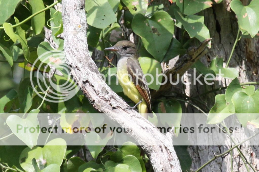 IMAGE: http://i512.photobucket.com/albums/t322/BogiePutt/0821.jpg