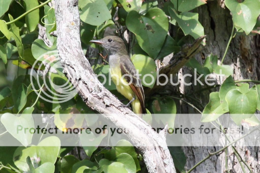 IMAGE: http://i512.photobucket.com/albums/t322/BogiePutt/0831.jpg