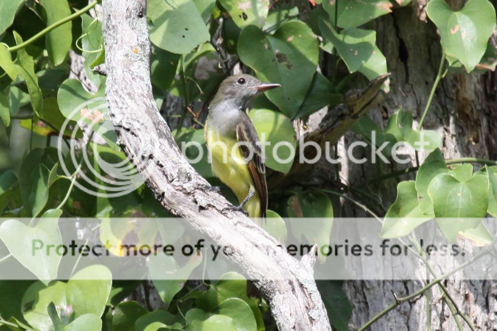 IMAGE: http://i512.photobucket.com/albums/t322/BogiePutt/0841.jpg