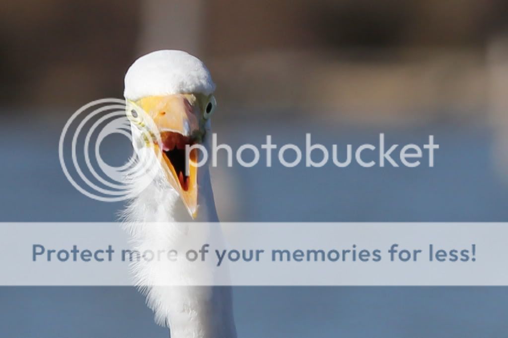 IMAGE: http://i512.photobucket.com/albums/t322/BogiePutt/2782.jpg