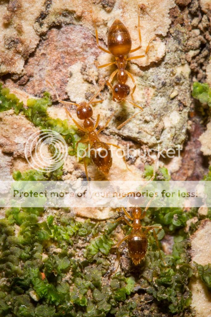 IMAGE: http://i512.photobucket.com/albums/t322/BogiePutt/Ant10012014-124_zps1e67f840.jpg