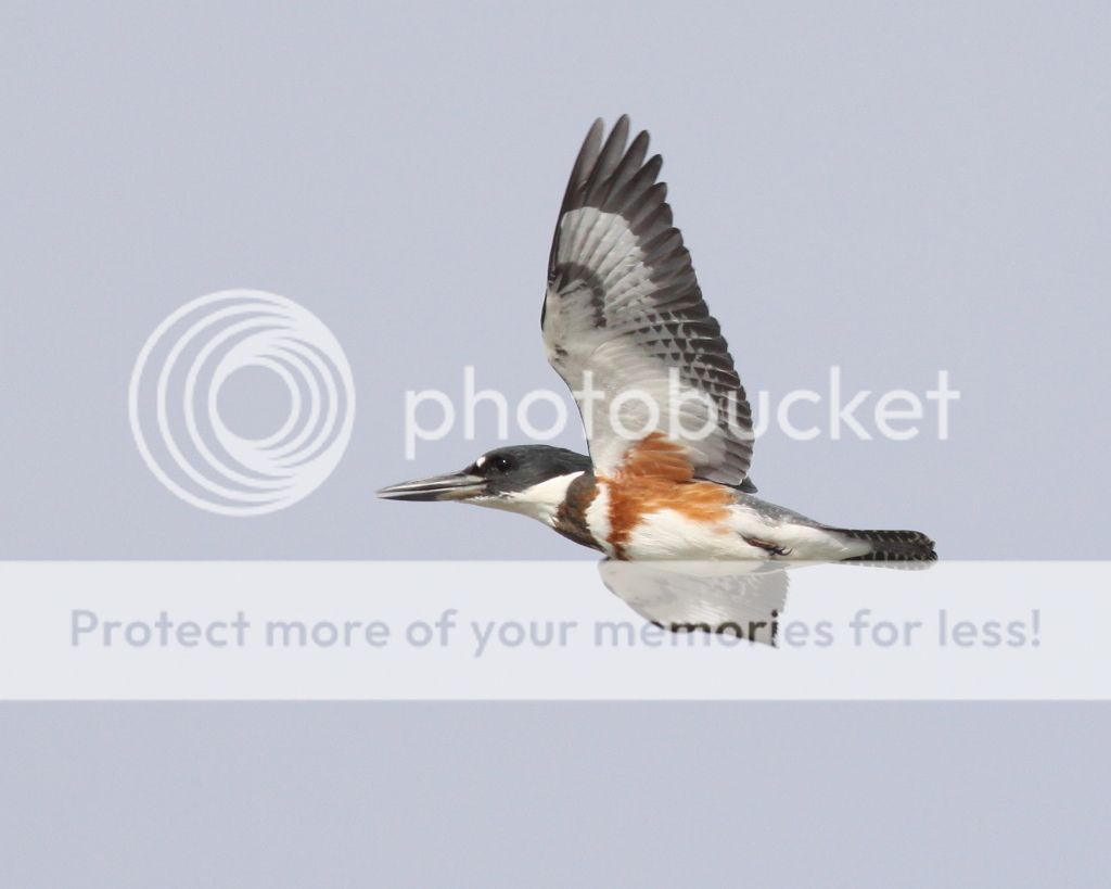 IMAGE: http://i512.photobucket.com/albums/t322/BogiePutt/BKF080720122778x10.jpg