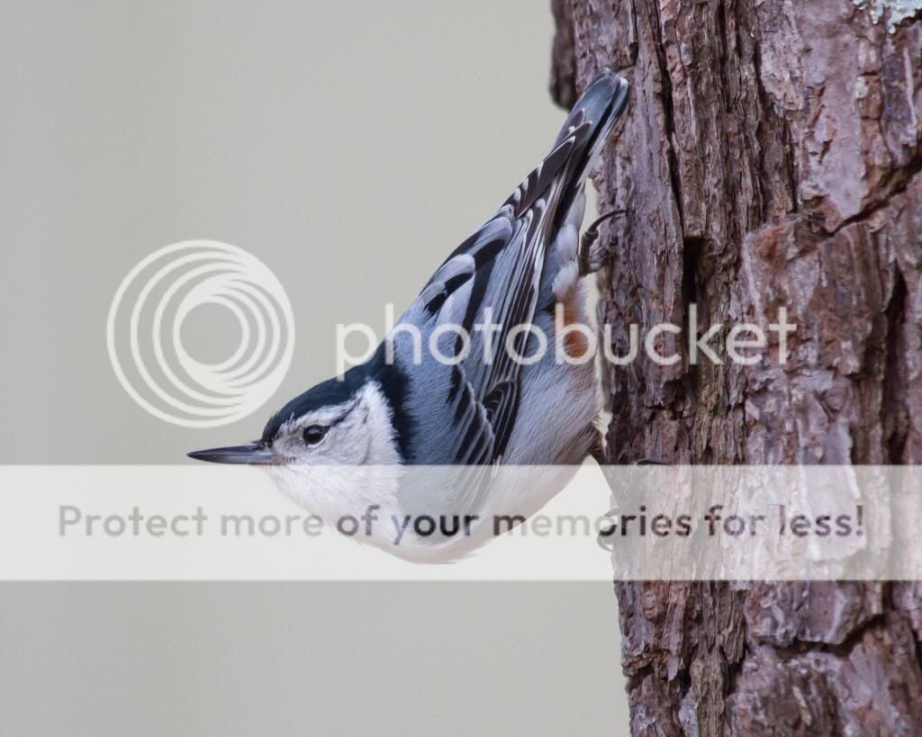 IMAGE: http://i512.photobucket.com/albums/t322/BogiePutt/Bird03242014110_zps8d3e455b.jpg