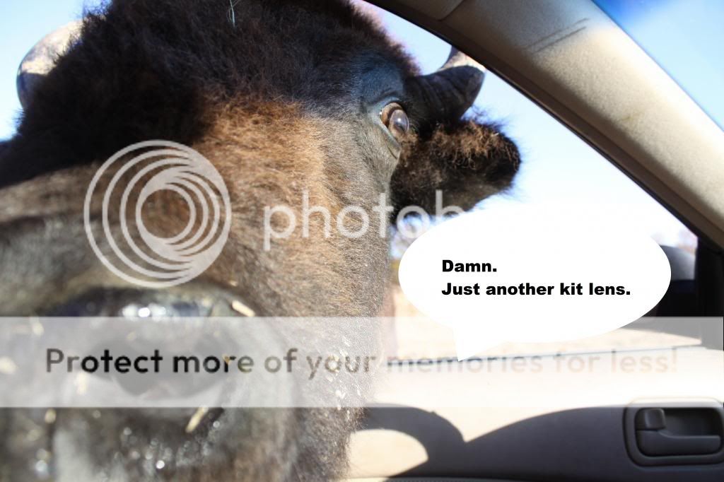 IMAGE: http://i512.photobucket.com/albums/t322/BogiePutt/BisonQuote_zps317c185a.jpg