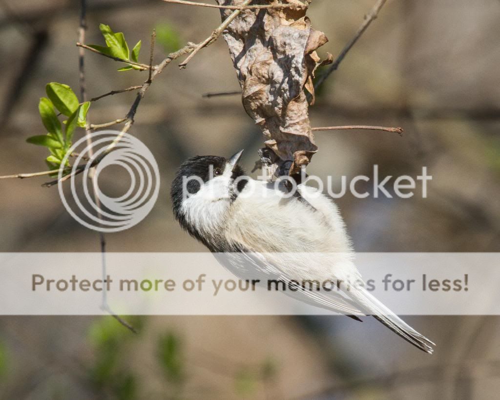 IMAGE: http://i512.photobucket.com/albums/t322/BogiePutt/Black-cappedChickadee03262014055_zps608e7dcd.jpg