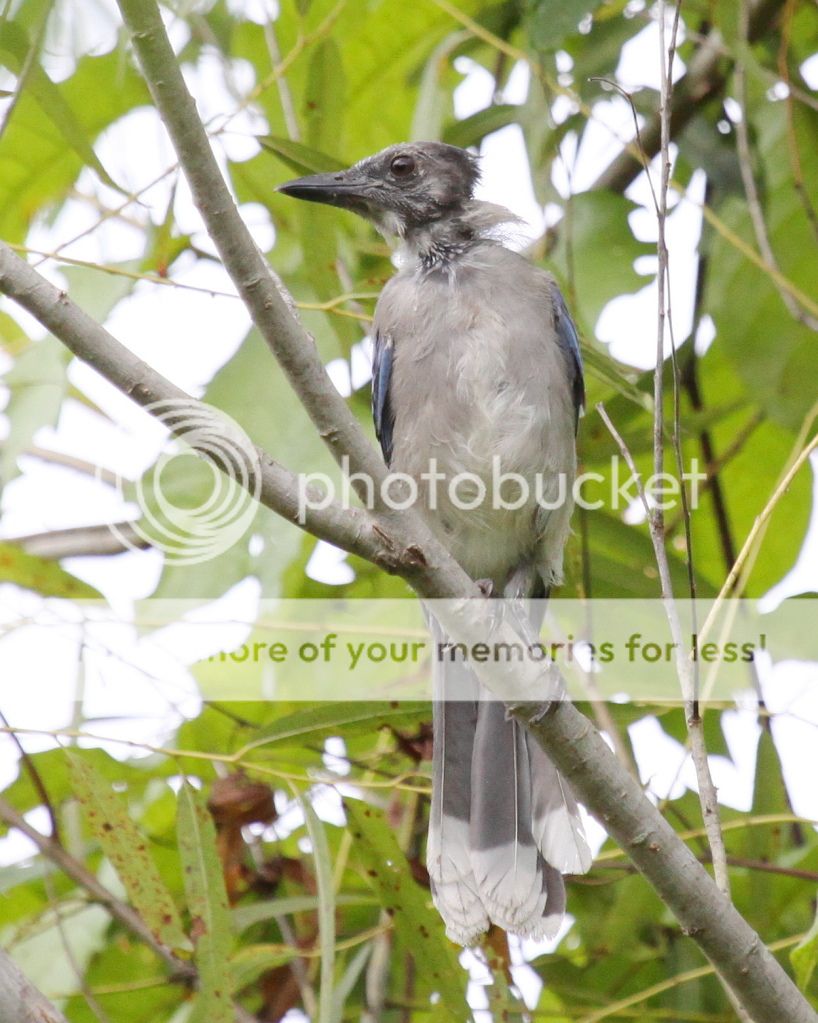 IMAGE: http://i512.photobucket.com/albums/t322/BogiePutt/BlueJay08242012113.jpg