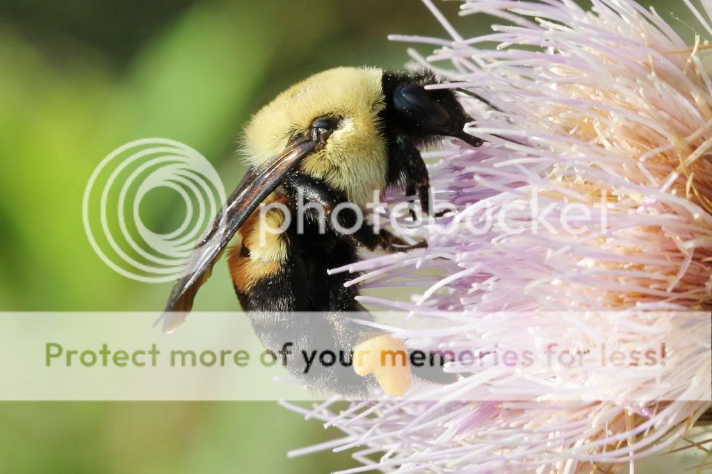 IMAGE: http://i512.photobucket.com/albums/t322/BogiePutt/Bumblebee04232013025_zps00c9f8af.jpg