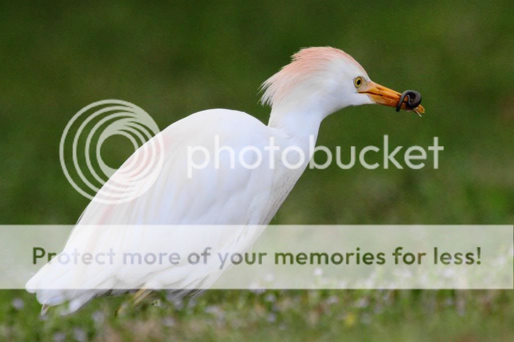 IMAGE: http://i512.photobucket.com/albums/t322/BogiePutt/CE04092013108_zpsb5add7ef.jpg