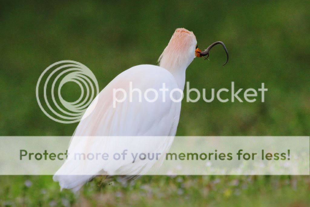 IMAGE: http://i512.photobucket.com/albums/t322/BogiePutt/CE04092013110_zps79189747.jpg