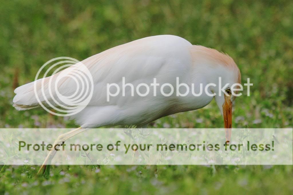 IMAGE: http://i512.photobucket.com/albums/t322/BogiePutt/CE04092013144_zpsf1144316.jpg