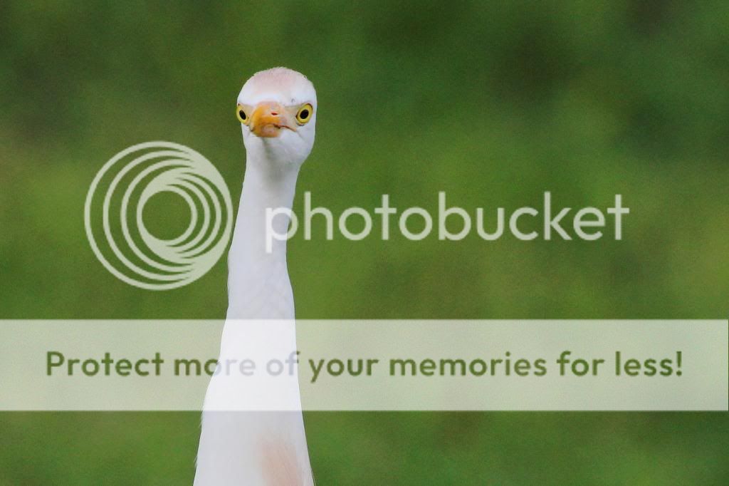 IMAGE: http://i512.photobucket.com/albums/t322/BogiePutt/CE04092013168_zps510afe89.jpg