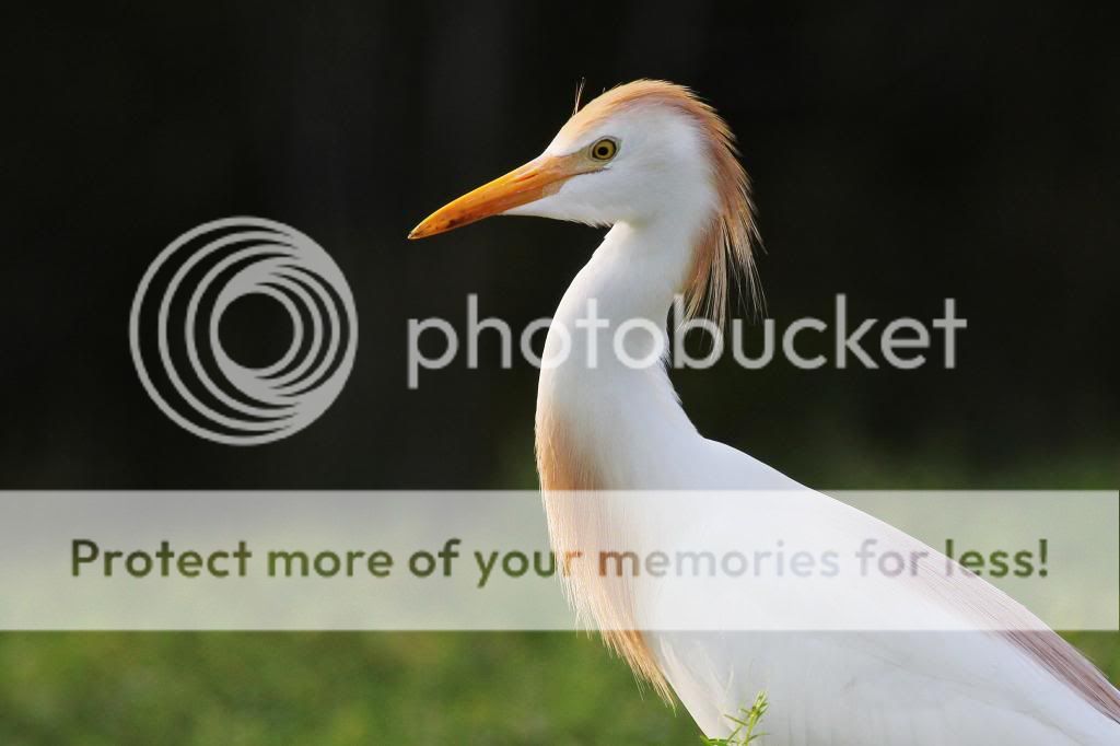 IMAGE: http://i512.photobucket.com/albums/t322/BogiePutt/CE04092013171_zpse71ed6f5.jpg