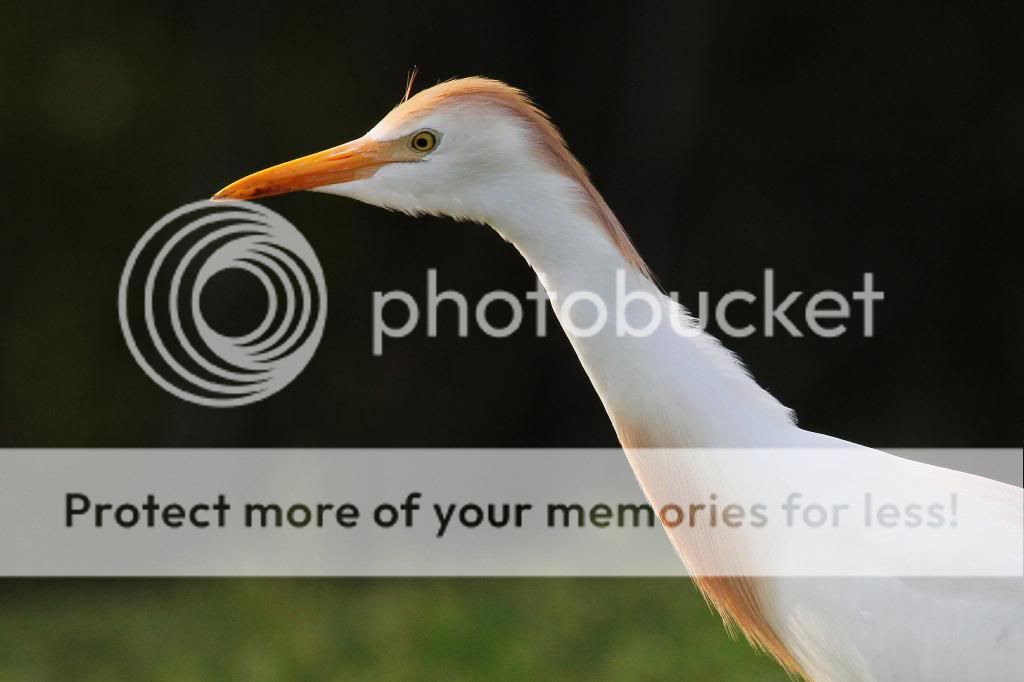 IMAGE: http://i512.photobucket.com/albums/t322/BogiePutt/CE04092013172_zpsfd03a02c.jpg