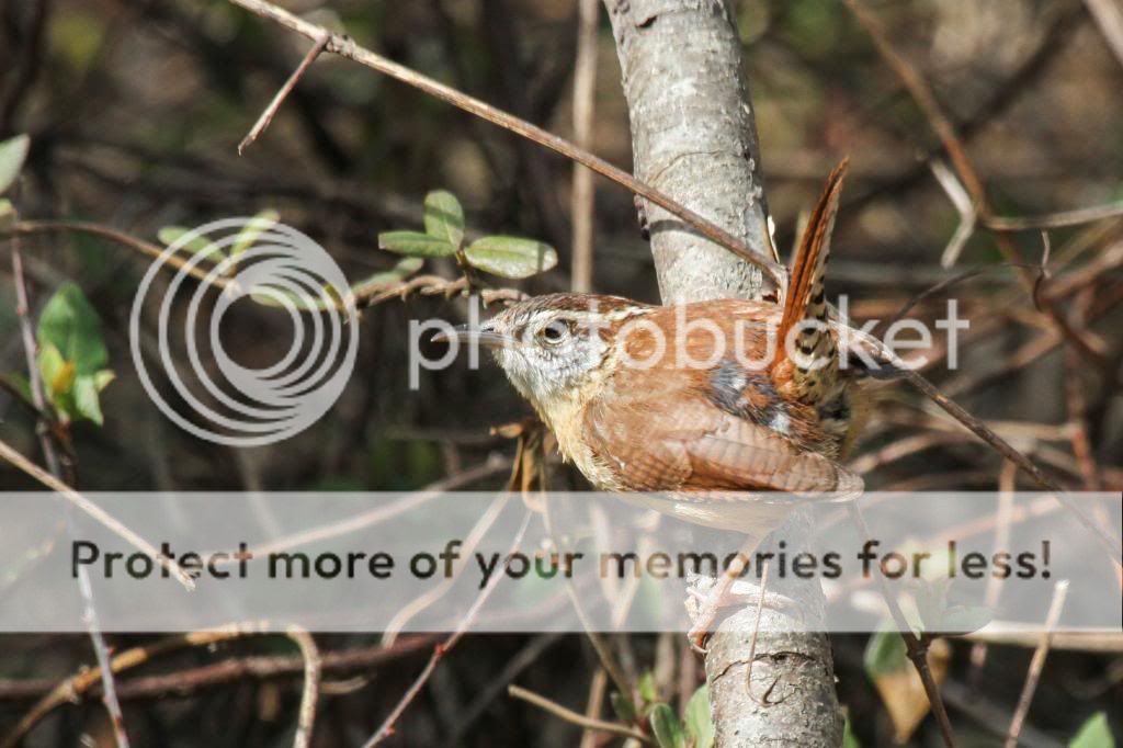 IMAGE: http://i512.photobucket.com/albums/t322/BogiePutt/CarolinaWren02072014376_zps382659d1.jpg