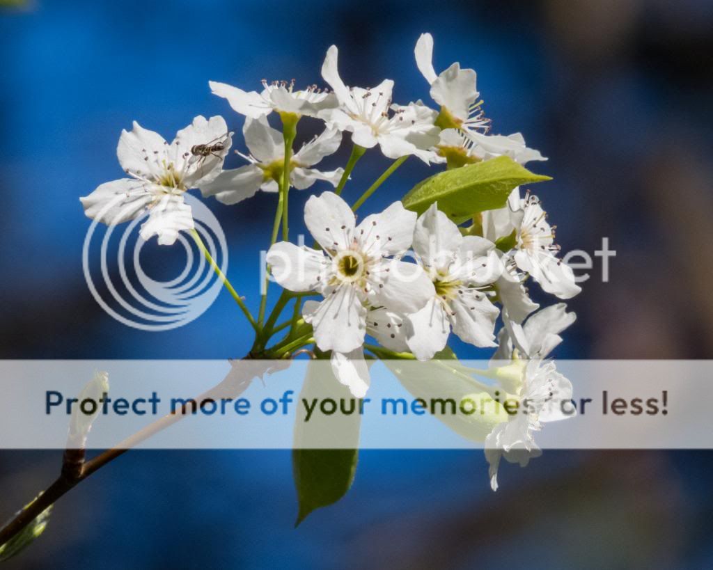 IMAGE: http://i512.photobucket.com/albums/t322/BogiePutt/CherryBlossum03262014071_zpsa466027c.jpg