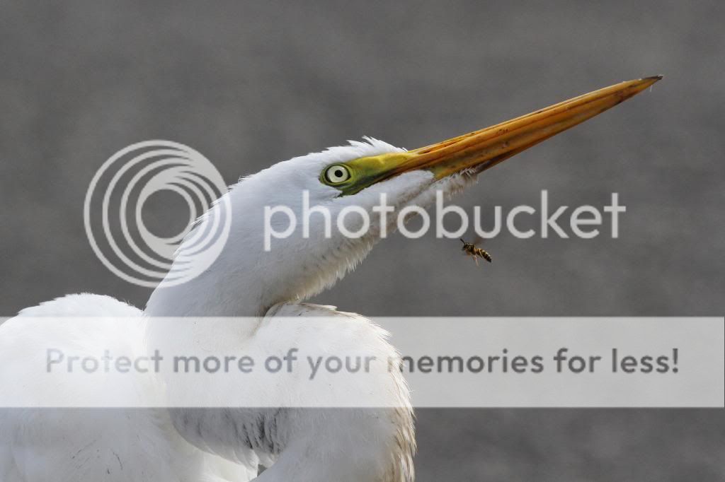 IMAGE: http://i512.photobucket.com/albums/t322/BogiePutt/EB10192013115_zpsf9171f54.jpg