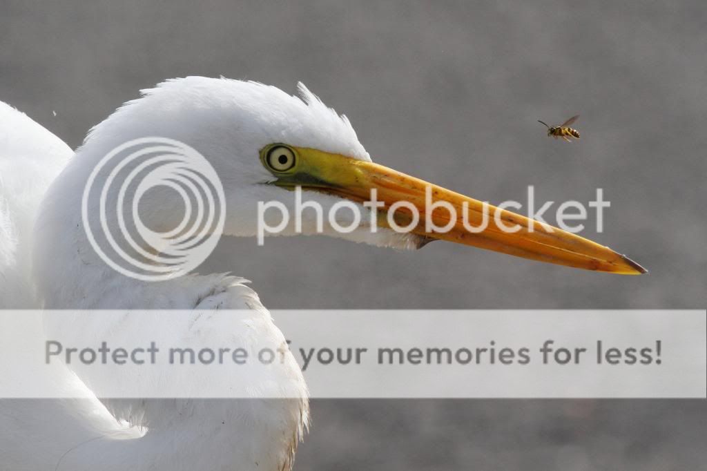 IMAGE: http://i512.photobucket.com/albums/t322/BogiePutt/EB10192013130_zps9d4a2ef3.jpg