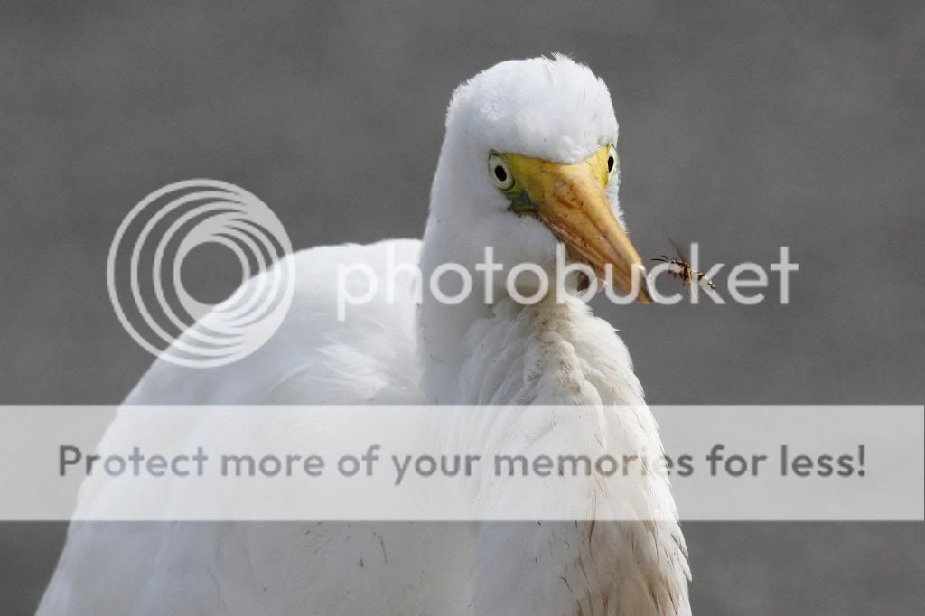 IMAGE: http://i512.photobucket.com/albums/t322/BogiePutt/EB10192013137_zps7cf53c35.jpg