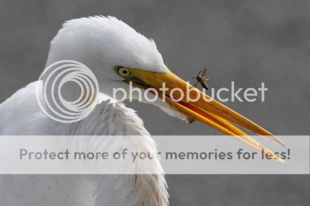 IMAGE: http://i512.photobucket.com/albums/t322/BogiePutt/EB10192013138_zpsa40fd214.jpg