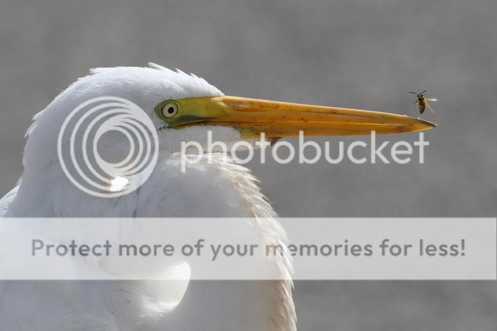 IMAGE: http://i512.photobucket.com/albums/t322/BogiePutt/EB10192013186_zpsb47e1454.jpg