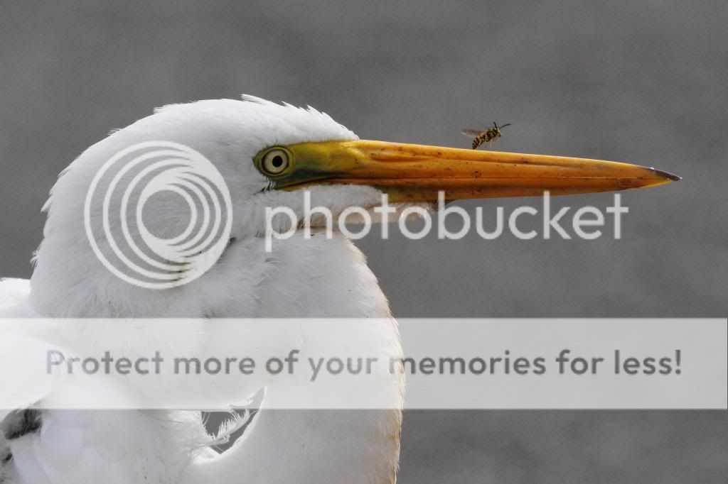 IMAGE: http://i512.photobucket.com/albums/t322/BogiePutt/EB10192013253_zps6471dba7.jpg