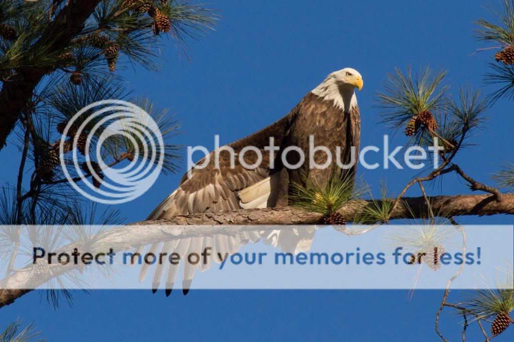 IMAGE: http://i512.photobucket.com/albums/t322/BogiePutt/Eagle01122014062_zps9f17fb5f.jpg