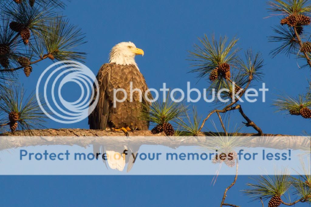 IMAGE: http://i512.photobucket.com/albums/t322/BogiePutt/Eagle01122014116_zps54271bd8.jpg