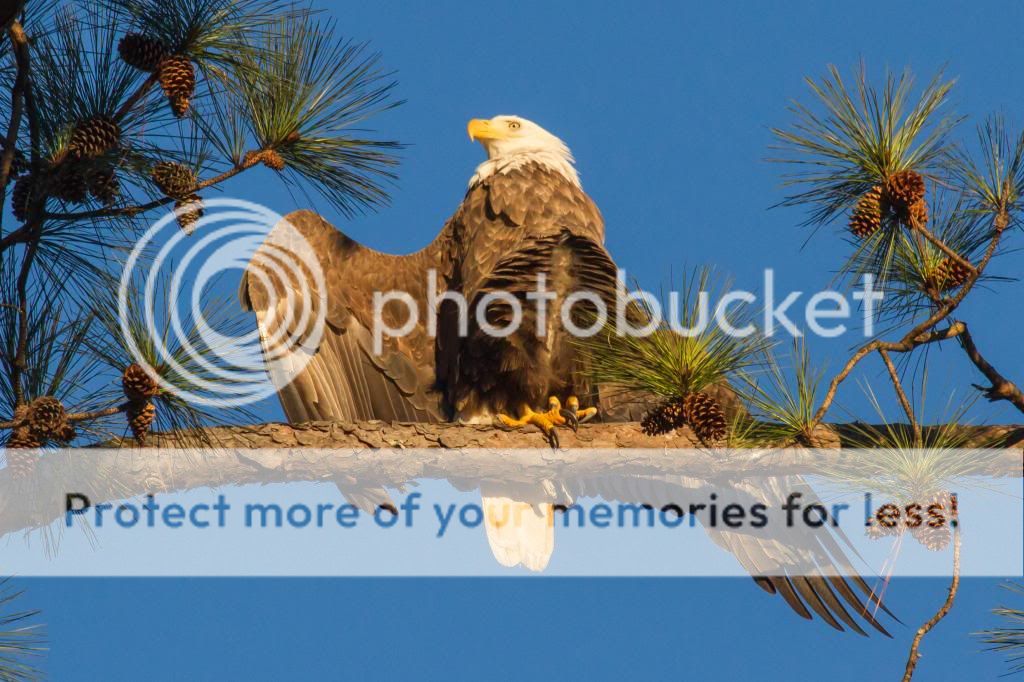 IMAGE: http://i512.photobucket.com/albums/t322/BogiePutt/Eagle01122014141_zps901bcc33.jpg