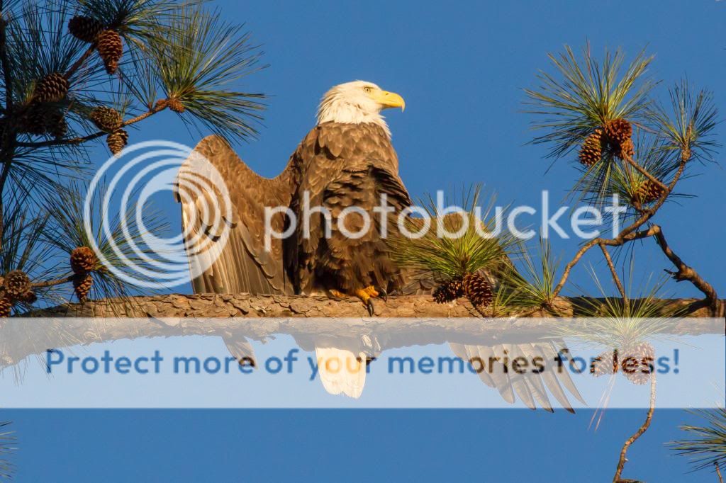 IMAGE: http://i512.photobucket.com/albums/t322/BogiePutt/Eagle01122014164_zpsbd2c4b28.jpg