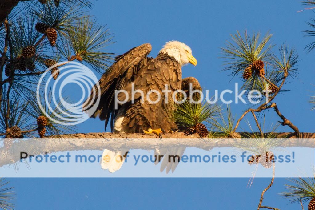 IMAGE: http://i512.photobucket.com/albums/t322/BogiePutt/Eagle01122014174_zps7064985c.jpg