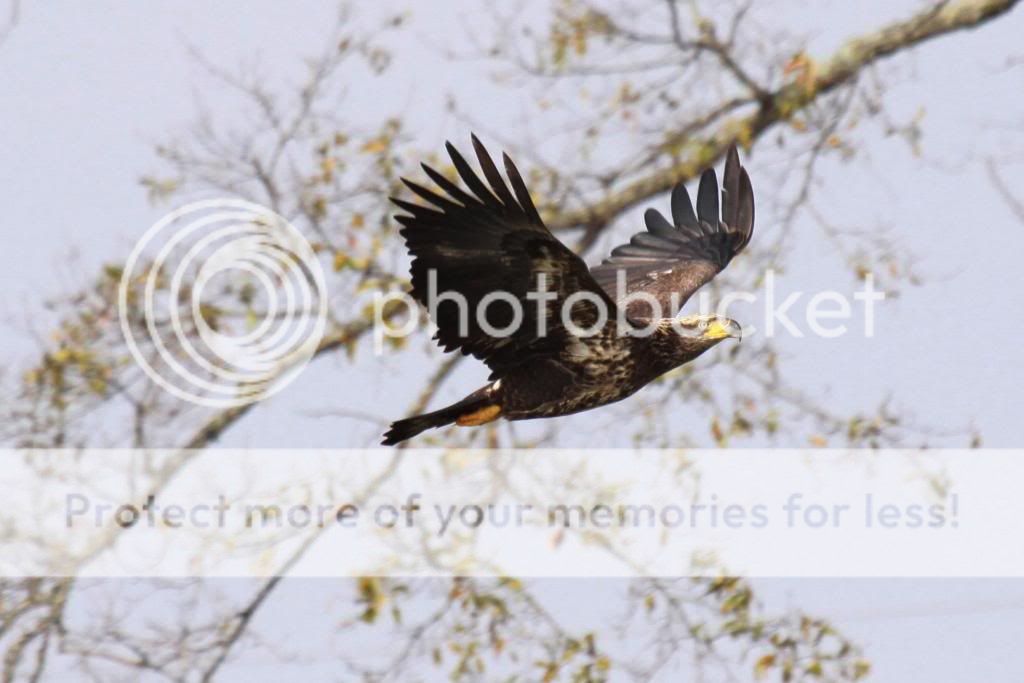 IMAGE: http://i512.photobucket.com/albums/t322/BogiePutt/Eagle020920135903_zpsbaa51db5.jpg