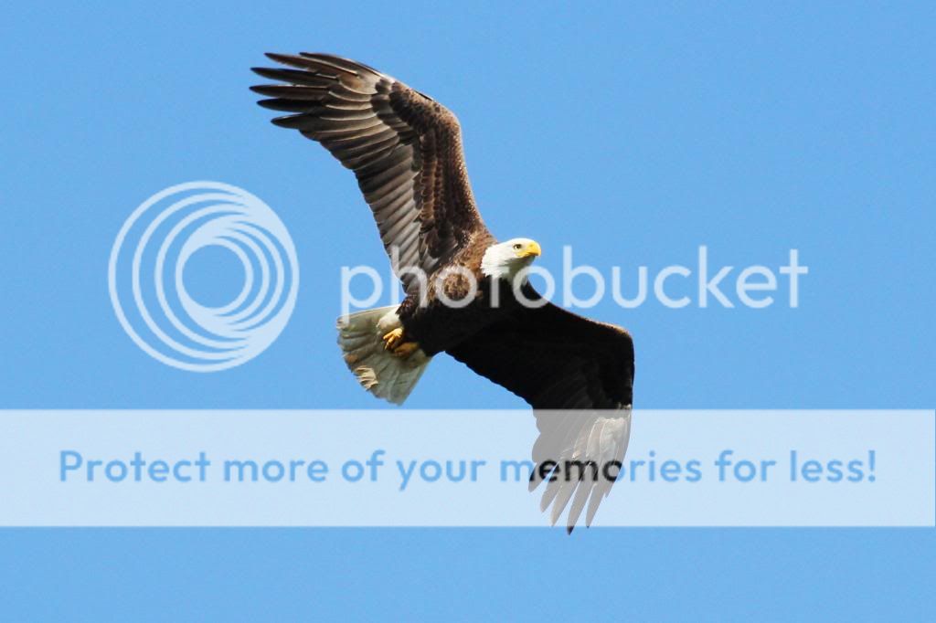 IMAGE: http://i512.photobucket.com/albums/t322/BogiePutt/Eagle02162013033_zps61ca7ffb.jpg