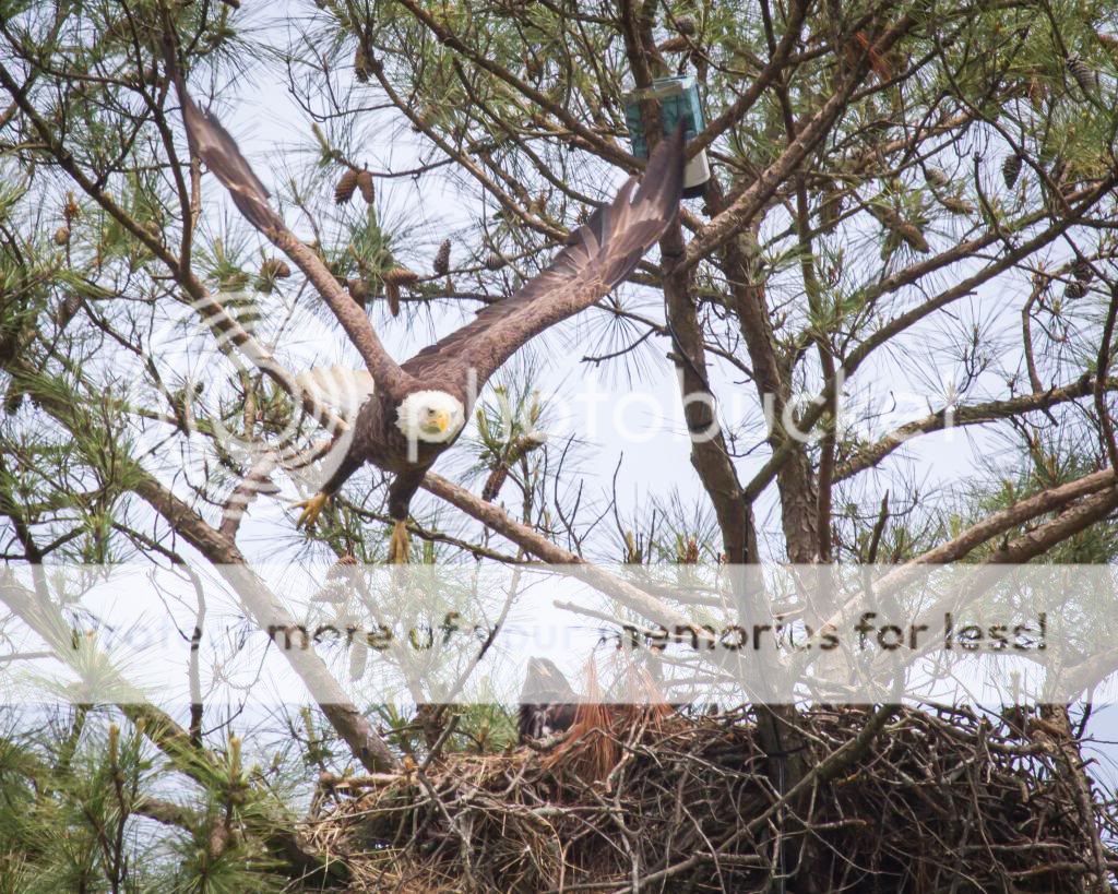 IMAGE: http://i512.photobucket.com/albums/t322/BogiePutt/Eagle05022014-153_zpsc015f1fa.jpg