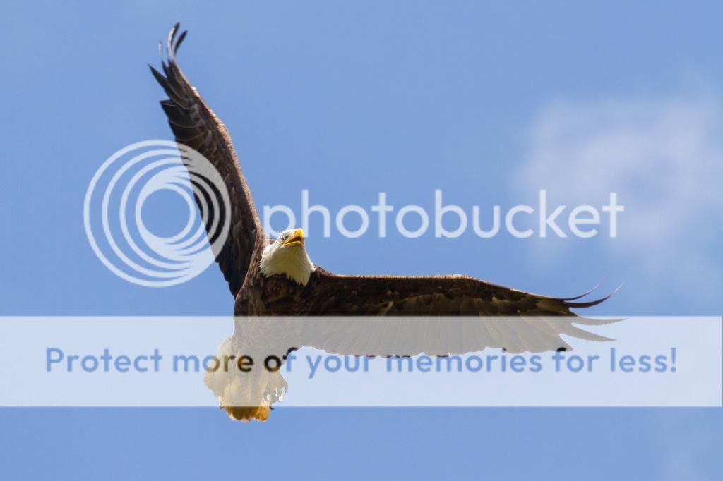 IMAGE: http://i512.photobucket.com/albums/t322/BogiePutt/Eagle05242014-163_zps08df8ee3.jpg