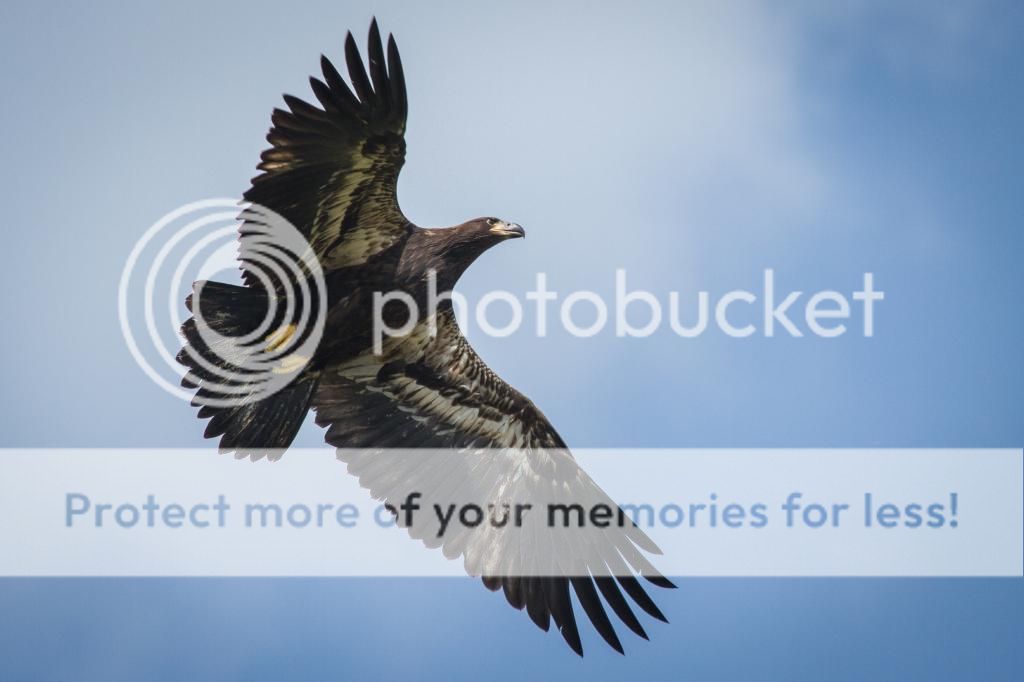 IMAGE: http://i512.photobucket.com/albums/t322/BogiePutt/Eagle05242014-244_zpsa9c737f2.jpg