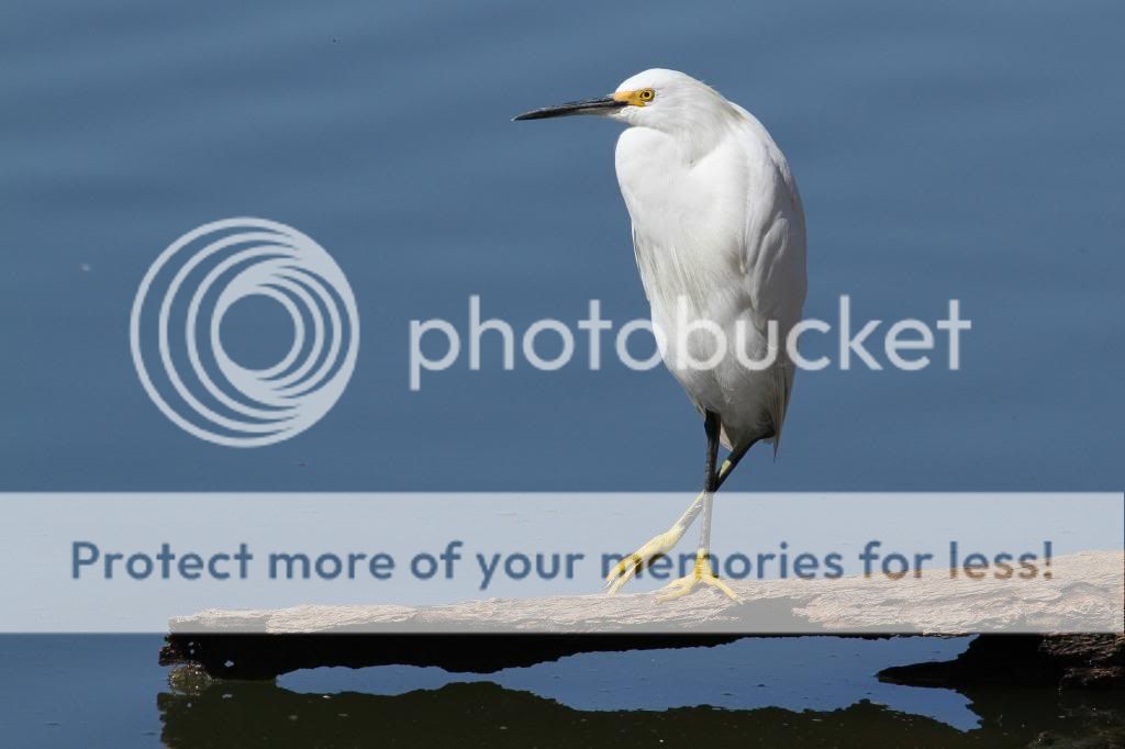 IMAGE: http://i512.photobucket.com/albums/t322/BogiePutt/Egret10252013140_zps582afc78.jpg