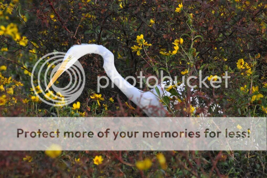 IMAGE: http://i512.photobucket.com/albums/t322/BogiePutt/Egret11102012044.jpg